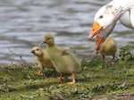 FZ028458 Goslings waddling.jpg